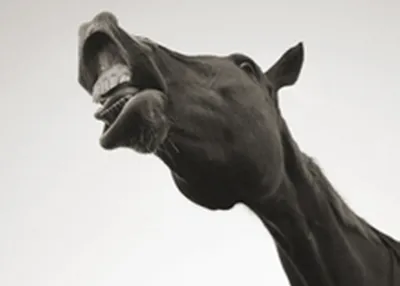 Лошади на ферме-Конь ржет-Звук животного лошадь-Farm animals-Домашние  животные - YouTube