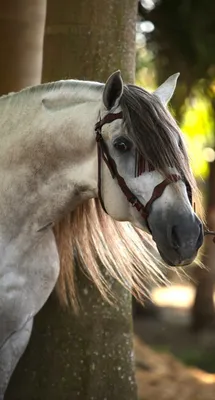 Конь делает селфи, ржет» — создано в Шедевруме