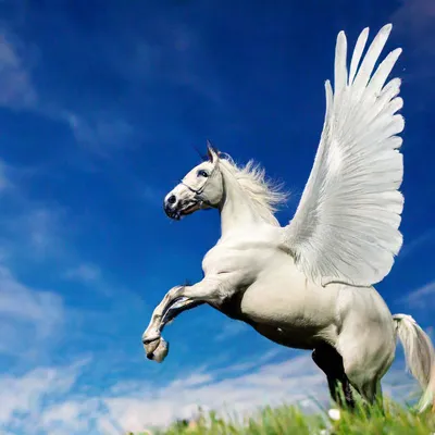 Лошадь с крыльями белого цвета в …» — создано в Шедевруме