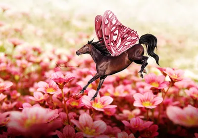 Раскраски лошадь с крыльями (26 фото) » Картинки, раскраски и трафареты для  всех - Klev.CLUB