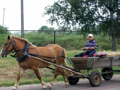 Bullyland Лошадь фалабелла с повозкой и девочкой 62700 — купить в  интернет-магазине по низкой цене на Яндекс Маркете
