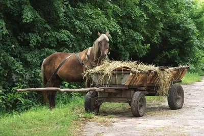 Повозка с лошадью наехала на ограждение под Волгоградом: пострадали  взрослые и ребенок