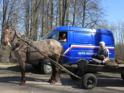 В Костромской области лошадь с повозкой сбила велосипедиста - Logos44