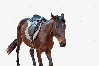 Седло лошадь милая живая реалистичная…» — создано в Шедевруме