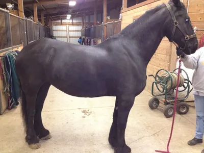 Как сделать седло для лошади своими руками + видео