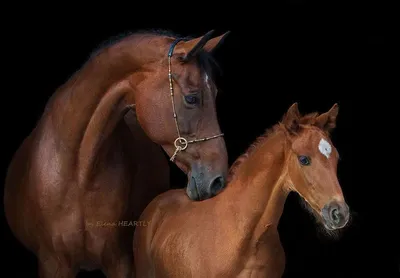 Картины: Лошадь с жеребенком акварелью в интернет-магазине Ярмарка Мастеров  по цене 2465 ₽ – S86RKBY | Картины, Сочи - доставка по России