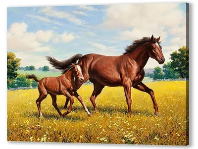 Лошадь с жеребенком рисунок акварелью - 71 фото
