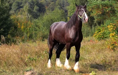 Лошадь породы Шайр» — создано в Шедевруме