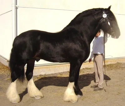 Фигурка животного Детское Время Лошадь породы Шайр кобыла купить по цене  568 ₽ в интернет-магазине Детский мир