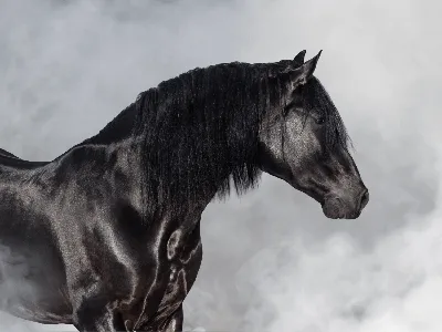 Шайр – порода лошадей