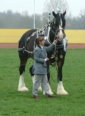 Продам лошади породы шайр, купить лошади породы шайр, Хмельницкая обл —  Agro-Ukraine