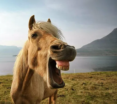 Лошадь смеется фото 
