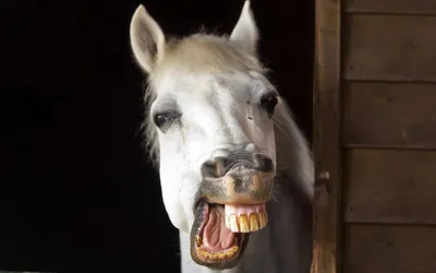 лошадь смеется в камеру. стоковое фото. изображение насчитывающей шально -  227099740