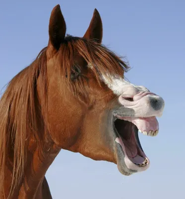 Смех лошади стоковое изображение. изображение насчитывающей грива - 38798719