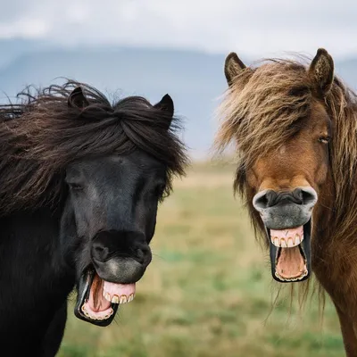 А вы видели, как смеются лошади: фото | WMJ.ru
