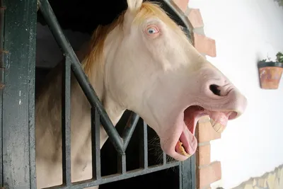 ⚠️Попробуй не засмеяться‼️😂 #лошадь #конныйспорт #смешноевидео #спорт... |  TikTok