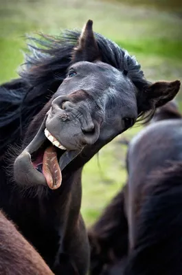 Радостная лошадь - 71 фото