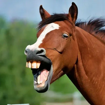 Зевать лошади, выглядеть как он смеется над Стоковое Изображение -  изображение насчитывающей лошадиный, смешно: 38417307