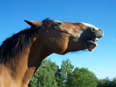 Лошадь смеется — Фото №209891