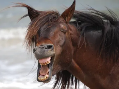 Смех Юмор Лошадь, конь, лошадь, млекопитающее, животные png | Klipartz