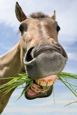 Фото животных: Лошадь которая смеется!. Владимир Лебедев. - ANIMAL PHOTO