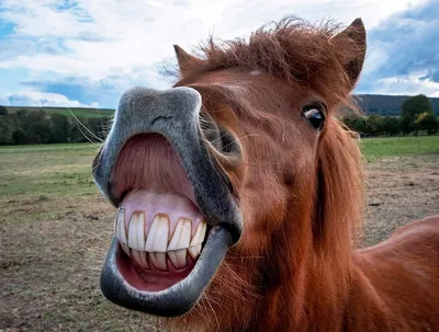 Довольный конь - 73 фото