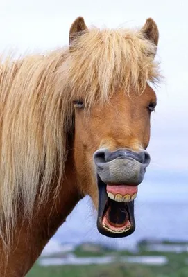 Лошадь Веселье Смех - Бесплатное фото на Pixabay - Pixabay