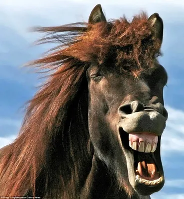Когда над фотографом смеется лошадь... — Фото №235817
