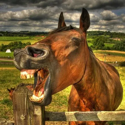 Конь смеётся, 4k» — создано в Шедевруме