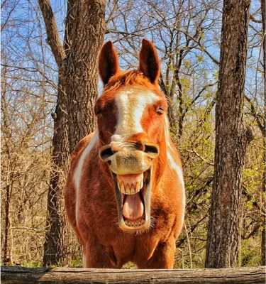 Лошадь Смеется — стоковые фотографии и другие картинки Выражение лица -  Выражение лица, Голова животного, Горизонтальный - iStock