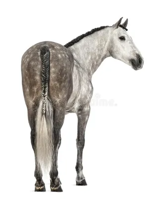 фото около Вид сзади Andalusian, 7 лет старых, смотря права, также  известного как чисто испанская лошадь или PRE против бе… | Horses, Horse  rearing, Dog crossbreeds