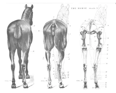 Вид лошади сзади» — создано в Шедевруме