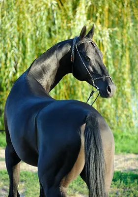 Вид сзади Andalusian, 7 лет старых, смотря назад, также известного как  чисто испанская лошадь или PRE Стоковое Изображение - изображение  насчитывающей изолировано, задий: 29014257
