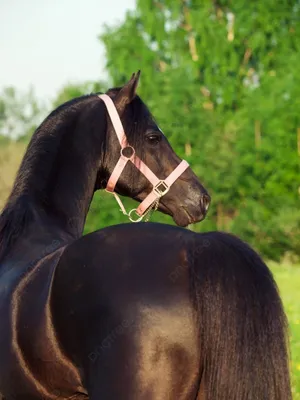 Арабская Лошадь Сзади — стоковые фотографии и другие картинки Арабская  лошадь - Арабская лошадь, Без людей, Горизонтальный - iStock