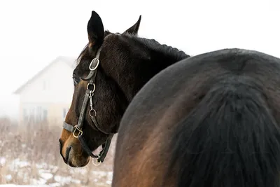 Лошадь Сзади — стоковые фотографии и другие картинки Лошадь - Лошадь, Вид  сзади, Сзади - iStock
