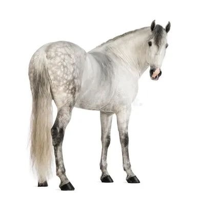 Вид сзади лошади смотря назад Стоковое Изображение - изображение  насчитывающей стоять, отечественно: 29492263
