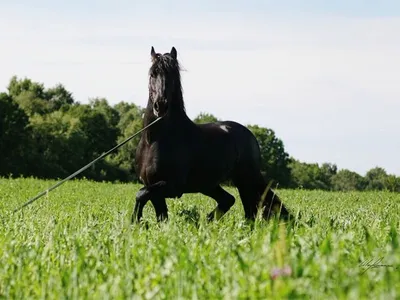 прогулочная спортивная лошадь с длинным хвостом вид сзади Фото Фон И  картинка для бесплатной загрузки - Pngtree