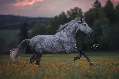 Серая в яблоках лошадь - красивые фото