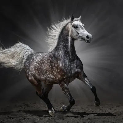 Белая лошадь в яблоках стоковое изображение. изображение насчитывающей серо  - 74461907