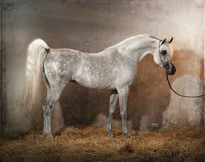 Роза Бонёр - Серая в яблоках лошадь, 39×32 см: Описание произведения |  Артхив