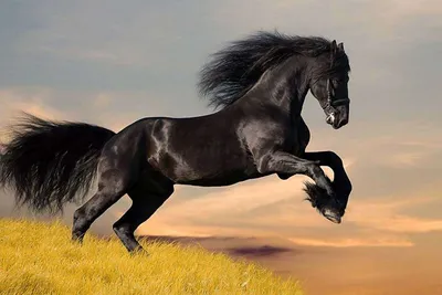 Монохромный рисунок конь в прыжке …» — создано в Шедевруме