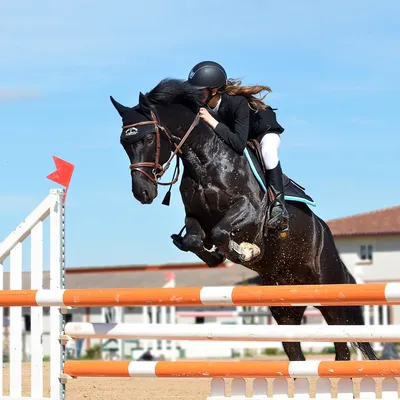 Черная фризская лошадь в прыжке - онлайн-пазл