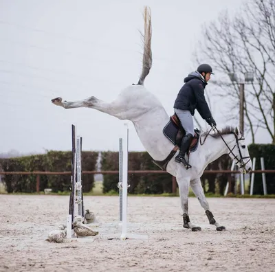 лошадь прыгает через металлический барьер, картинки лошадей в прыжке, лошадь,  Прыжок фон картинки и Фото для бесплатной загрузки