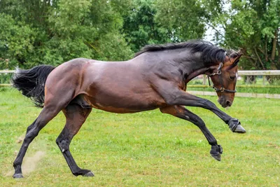 Статьи, Как сохранить равновесие на лошади с мощным прыжком | Prokoni.ru