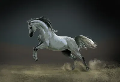 Картинка лошадь в прыжке животное 1920x1313