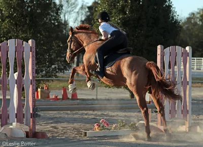 Прыжки в воду на лошадях ❘ фото + видео | Екабу.ру - развлекательный портал