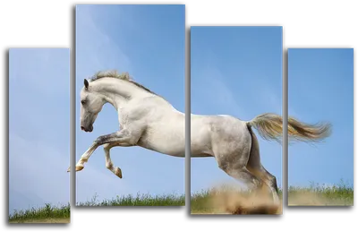 прыгающий конь, прыжок, скакун, лошади png | Klipartz