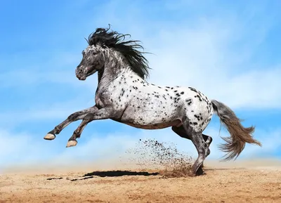 Лошадь в прыжке» — создано в Шедевруме