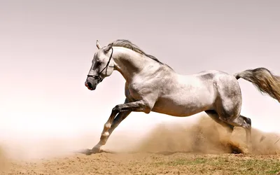 Лошадь из бухты в лошади с седлом делает прыжок в высоту Стоковое Фото -  изображение насчитывающей природа, конноспортивно: 157571746
