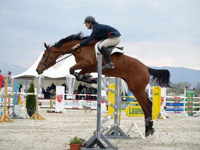 Купить Фотообои лошадь Аппалуза в прыжке на стену. Фото с ценой. Каталог  интернет-магазина Фотомили